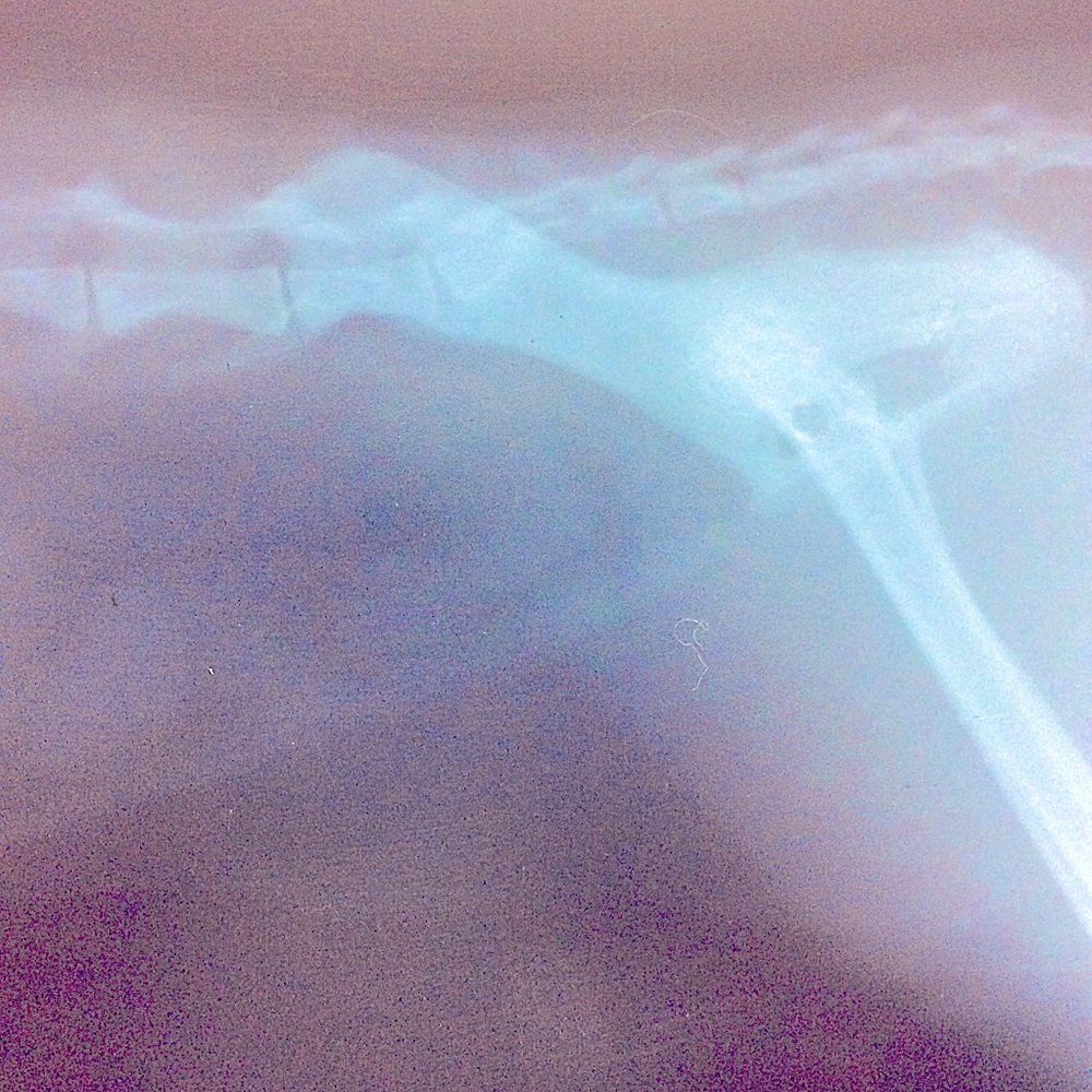 Vintage Pet X-ray